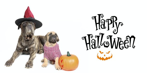 万圣节狗牌图片下载