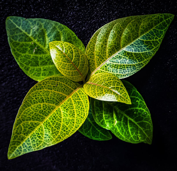 星系叶图片下载