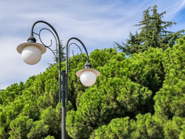 白天的街灯映衬着针叶树和蓝天图片下载