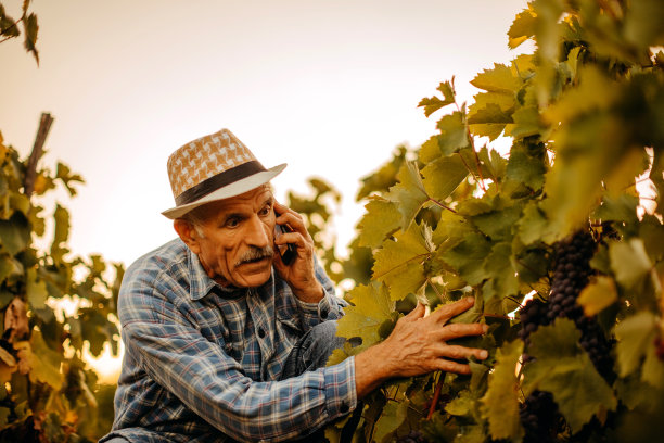 在葡萄园里摘葡萄图片下载