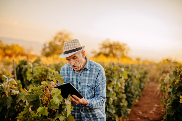 在葡萄园里摘葡萄图片下载