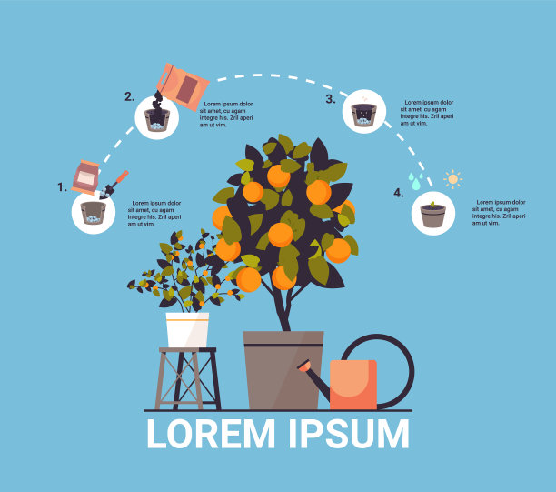 在盆中种植果树的桔子植物图片下载