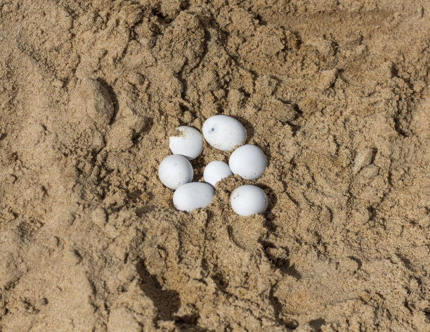 黄色的热沙上有白色爬行动物的蛋图片下载