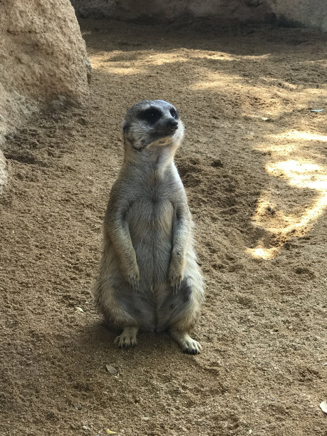 猫鼬好奇地环顾四周图片下载