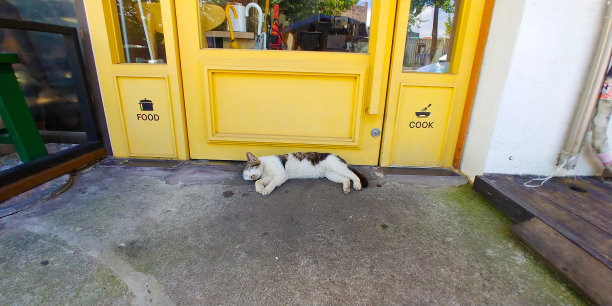 流浪猫睡觉图片下载