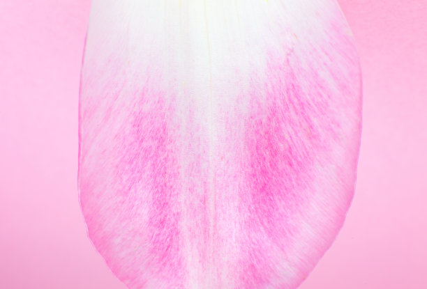 粉红色背景上粉红色郁金香花的花瓣。极简主义，美丽的自然墙纸。复制空间，关闭。图片下载