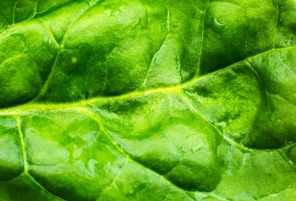 绿叶紧锁。新鲜叶子纹理背景。自然环保壁纸。素食。蔬菜和维生素制品。宏观照片。图片下载