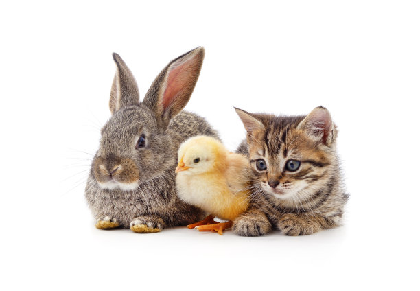 小猫、小鸡和兔子。图片下载