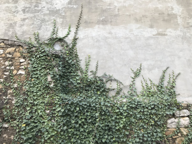 蔓生在房子墙上的常春藤图片下载