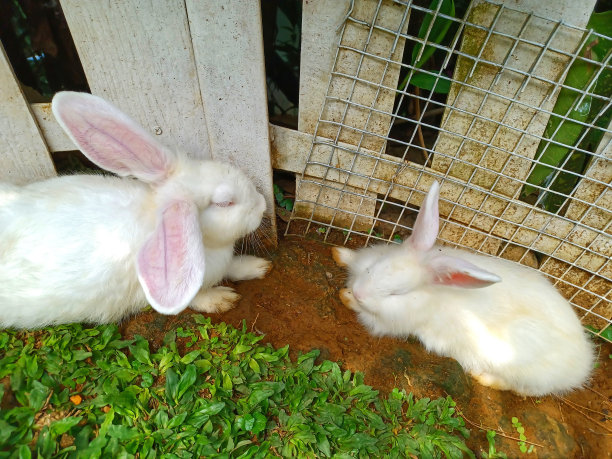 两只小白兔在花园里图片下载