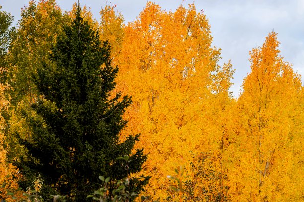 巨大的绿色云杉，背景是秋天黄色的桦树叶子。图片下载