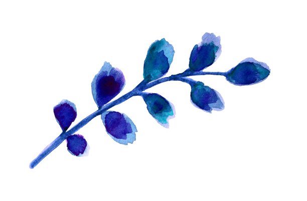 圣诞装饰用的冬季植物，蓝色。孤立的,白色背景。水彩手绘插图图片下载