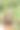 留着胡茬的年轻徒步旅行者站在户外的桥上使用智能手机图片下载