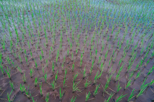 农村或乡村的稻田图片下载