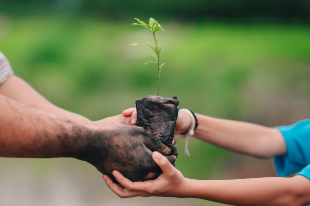 树和手的成年人和孩子种植在泥土图片下载