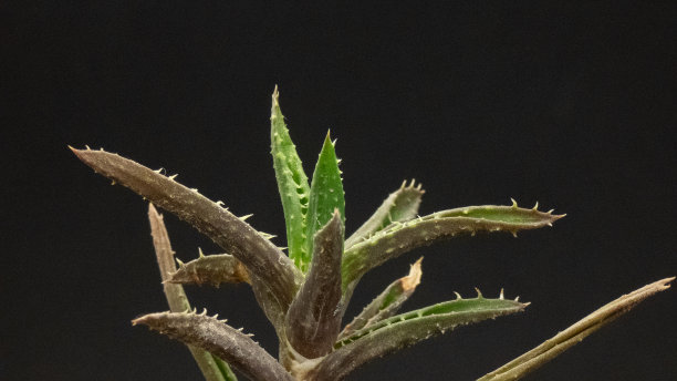 生病的多肉仙人掌近距离视图在黑色背景图片下载