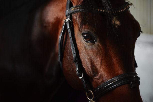 阿拉伯海湾马的肖像，复制空间，特写图片下载