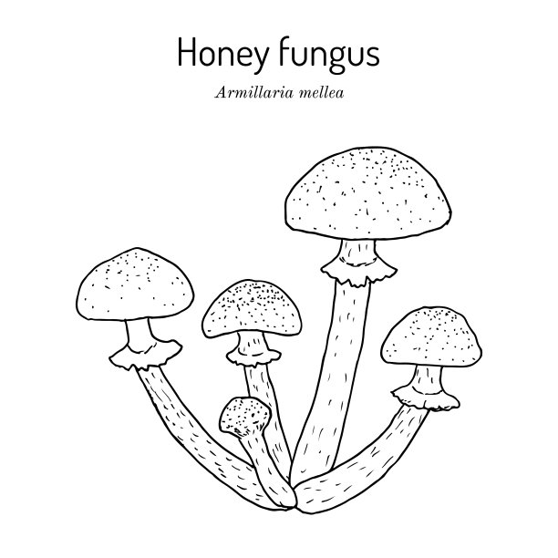 蜂蜜菌类蜜环菌可食用菌图片下载