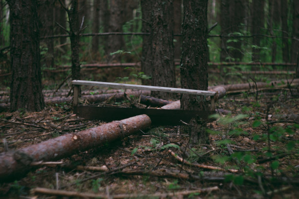 树林中的森林景观图片下载
