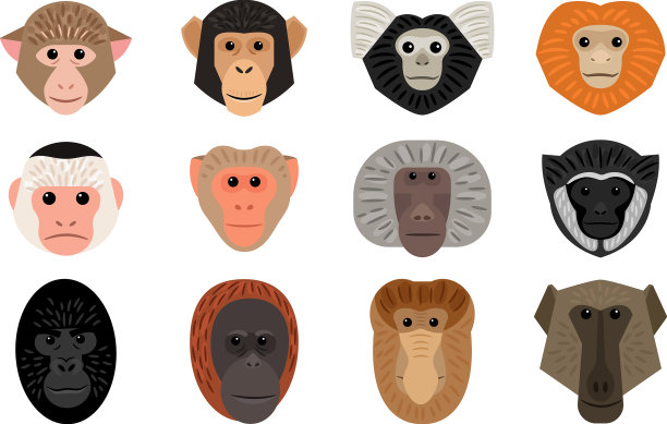 一套又大又可爱的猴子脑袋图片下载