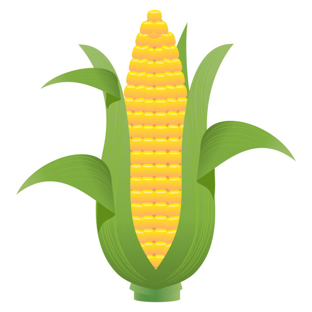 玉米棒插图图片下载
