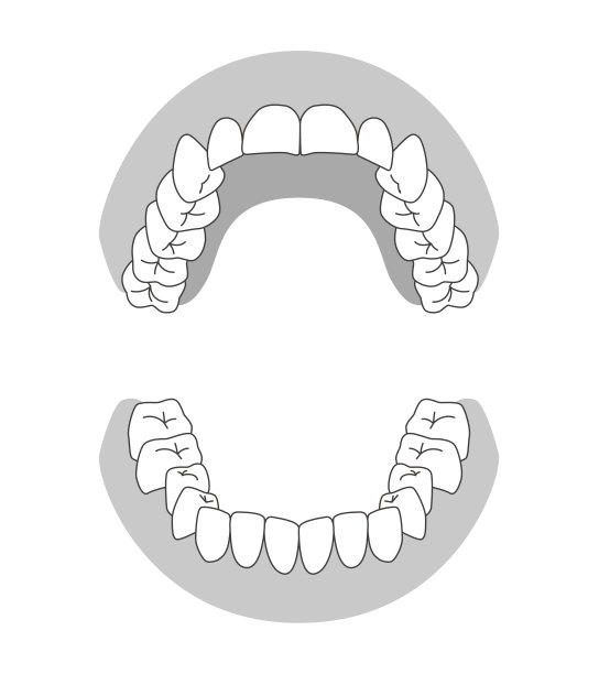 人类牙齿的插图图片下载
