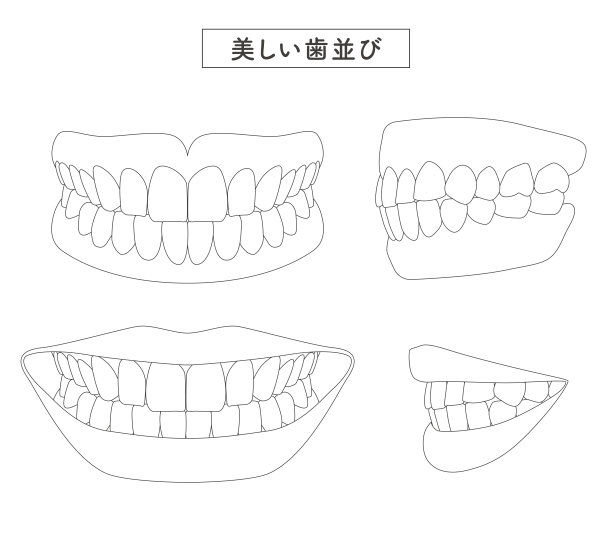 美丽的齿套插图图片下载