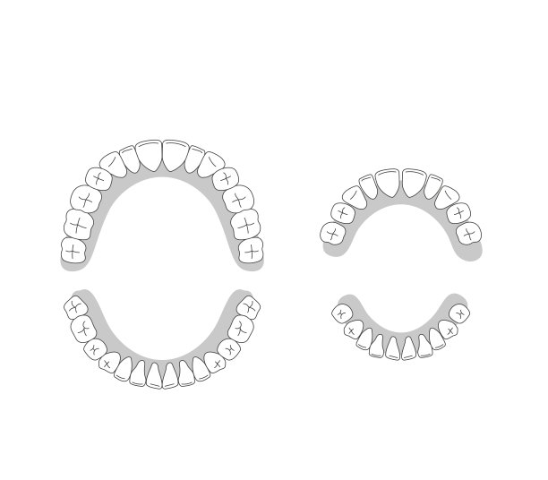 人类牙齿的插图图片下载