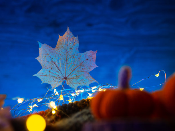 蓝色背景上的秋天枫叶。秋季作文与复制空间图片下载