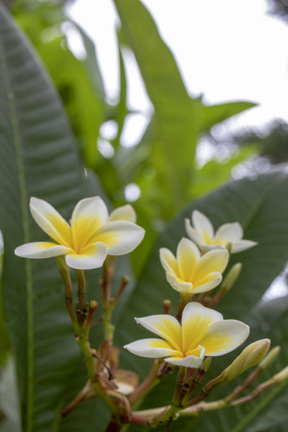 鸡蛋花属植物花，树花呈白色和黄色。特写宏观照片。图片下载