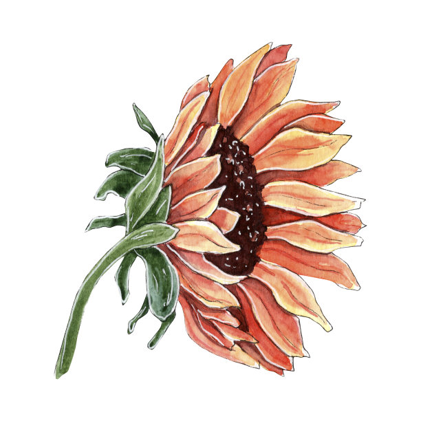 手绘水彩向日葵插图。图片下载