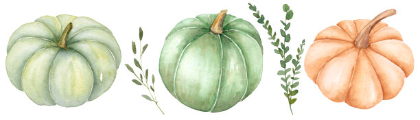 Pampkin水彩插图。秋天的艺术。绿色pampkins。万圣节和感恩节孤立的秋季元素图片下载