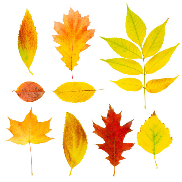 集美丽多彩的秋叶图片下载