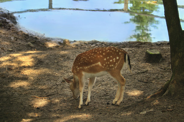 能源部在池塘附近图片下载