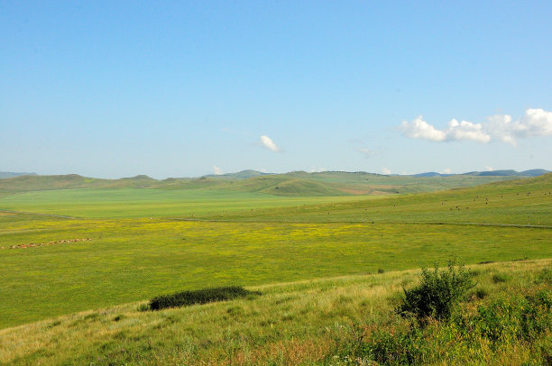 夏季蔚蓝的天空下，白色的积云笼罩着肥沃的牧场。图片下载