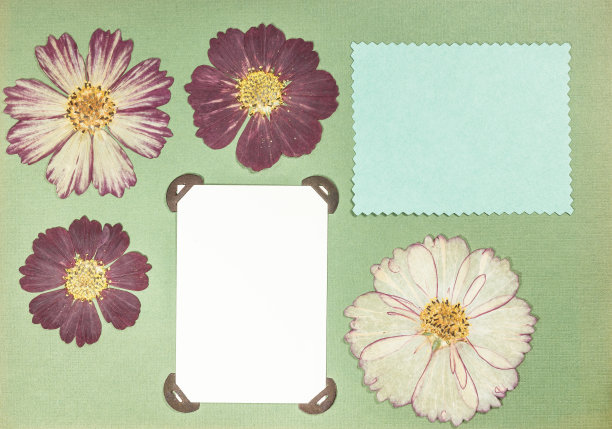 旧相册里的一页。压干的花朵。剪贴簿元素用树叶、花朵和花瓣装饰花朵。为了卡片，邀请和祝贺。用于剪贴簿，问候图片下载