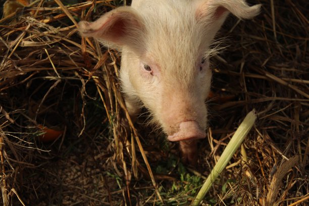 猪图片下载