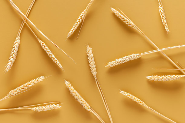 黄色背景上的小麦。图片下载