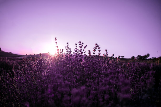 盛开的薰衣草花的田野图片下载