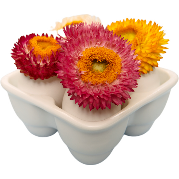 鲜花放在瓷具上图片下载