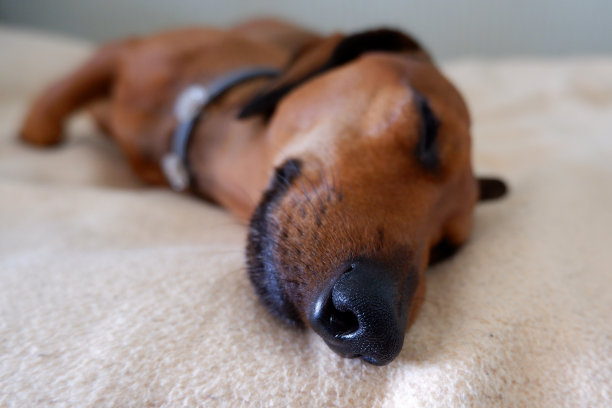 狗鼻子的特写图片下载