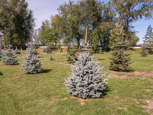 在一个新公园里种了松树和冷杉图片下载