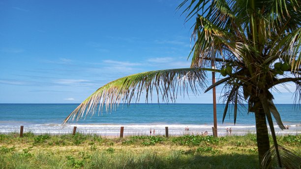 海滩和草图片下载