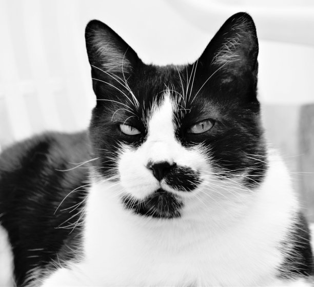 黑白相间的猫盯着相机图片下载