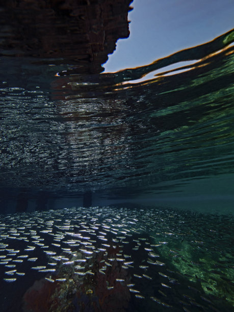 水面下的防波堤上的小鱼图片下载