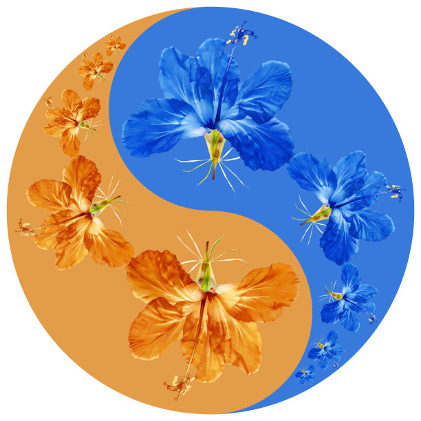 花象征阴阳。木槿。几何图案的阴阳符号，从植物的彩色背景在东方风格。象征阴阳来自花、花瓣。曼荼罗的花卉插图图片下载