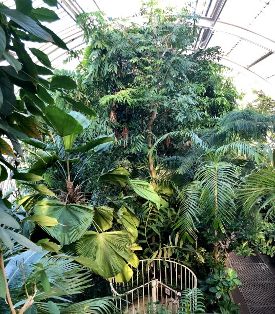 热带温室里的棕榈树图片下载