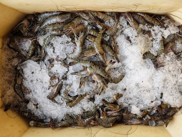 大量新鲜的大斑节虎虾，加冰装在集装箱里，准备出口图片下载
