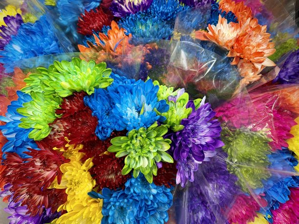 鲜艳的多色康乃馨花图片下载