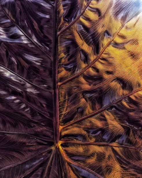 黑色芋耐图片下载